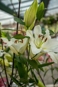 Close-up of white flowering plant