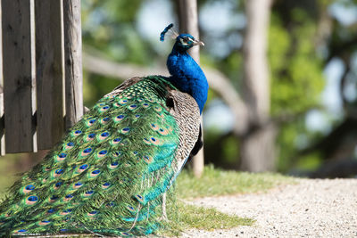 Close-up of peacock perching on tree