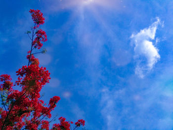 Low angle view of red flowering plant against blue sky