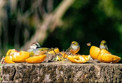 Close-up of fruits on wood