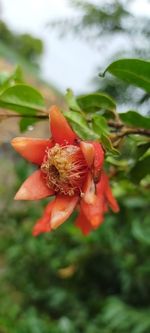 Close-up of red flowering plant