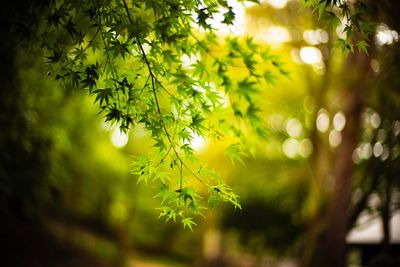 Close-up of leaves on tree