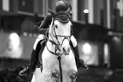 Horse jumping, equestrian sports themed photograph in black and white.