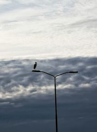 Low angle view of bird perching on street light against sky