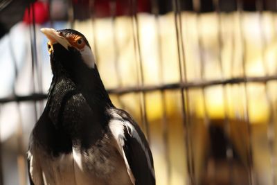 Close-up of bird in cage