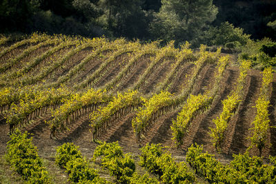 Landscape of vineyards during autumn in the wine-producing area of denomination of origin penedes 