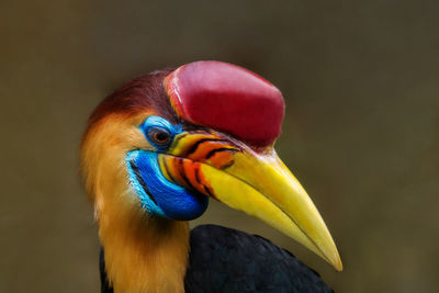 Close-up of a bird