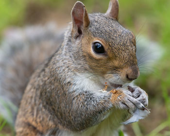 Close up portrait of an eastern gray squirrel eating a nut