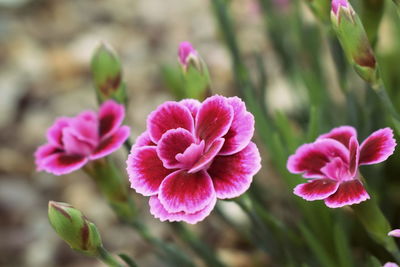 Close-up of pink flowers