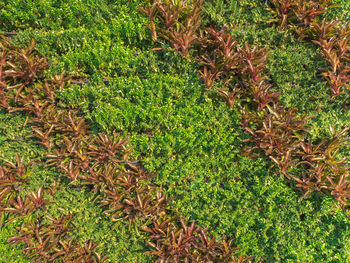 High angle view of plants growing on field