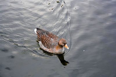 High angle view of duck swimming on lake