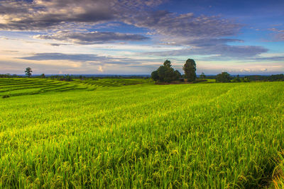 Scenic view of agricultural field against sky