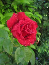 Close-up of wet red rose blooming outdoors