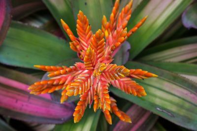 Close-up of orange day lily blooming outdoors