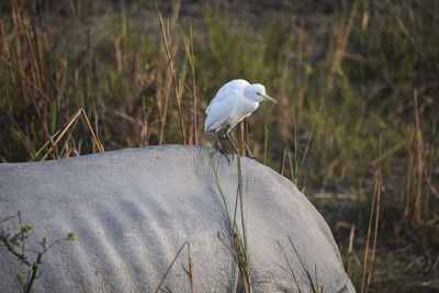 Close-up of gray heron perching on grass