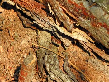 Close-up of tree trunk