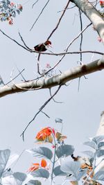 Low angle view of flower tree against clear sky
