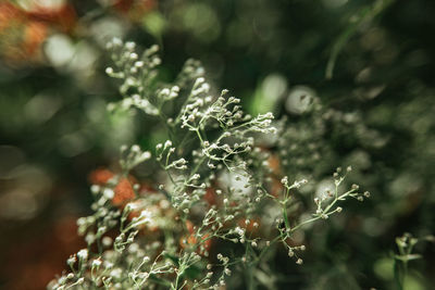 Close-up of wet plant