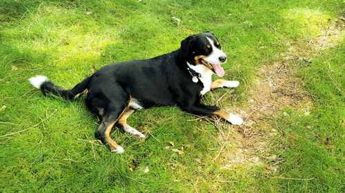 High angle view of dog on field