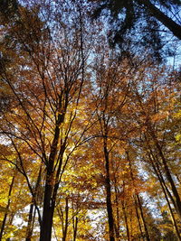 Low angle view of trees against sky