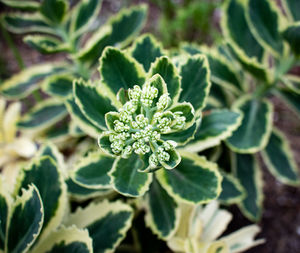 Close-up of green plant