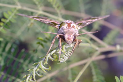 Close-up of spider