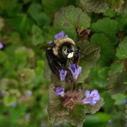 Close-up of bee pollinating on purple flower