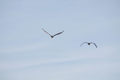 Low angle view of birds flying against clear sky