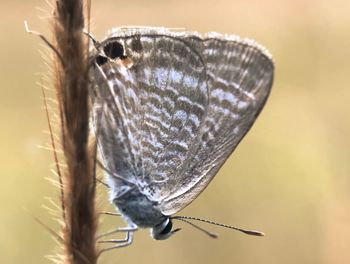 Close-up of butterfly