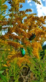 Close-up of insect on plant