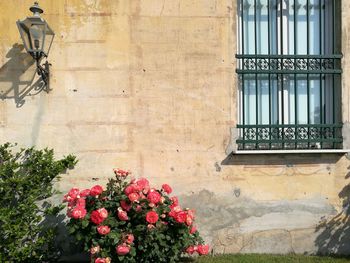 Flowers on window of building