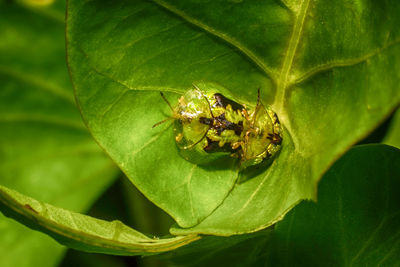 Close-up of insect on plant