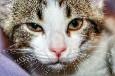 Close-up portrait of cat