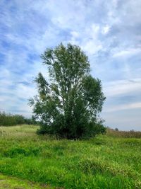 Tree on field against sky