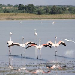 Birds on beach