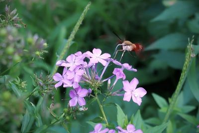 Close-up of butterfly pollinating on purple flower