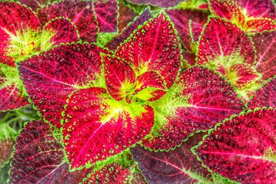 Close-up of red leaves