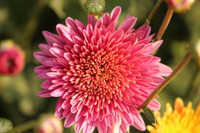 Close-up of pink dahlia blooming outdoors