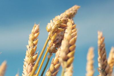 Close-up of plant against blurred background