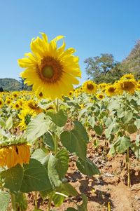 Close-up of yellow flowering plants on field against sky