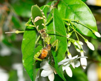 Close-up of bee pollinating on a plant