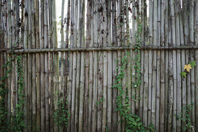 Full frame shot of bamboo trees in forest