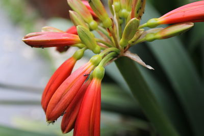 Close-up of red flowering plant