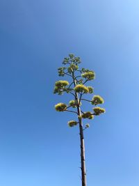 Low angle view of flowering plant against blue sky