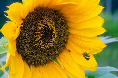 Close-up of sunflower
