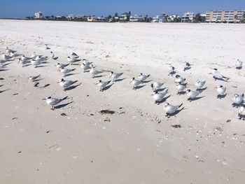 Flock of birds on beach