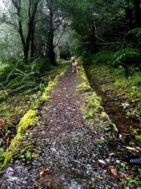 Dog walking on road in forest