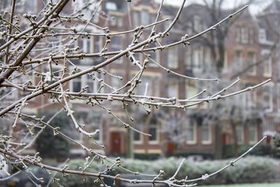 Close-up of tree during winter