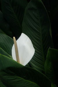 Close-up of flower blooming outdoors