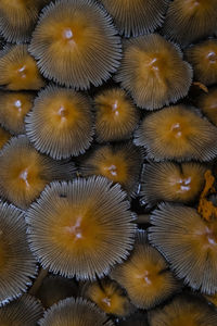 Full frame shot of coral in sea